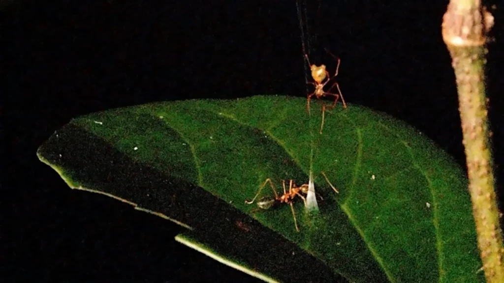 ballista-spider-and-green-tree-ant.webp.webp
