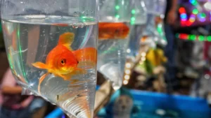 goldfish-prizes-at-night-market.webp.webp