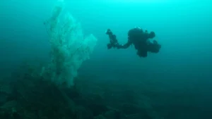 giant-black-coral-found-in-fiordland.webp.webp
